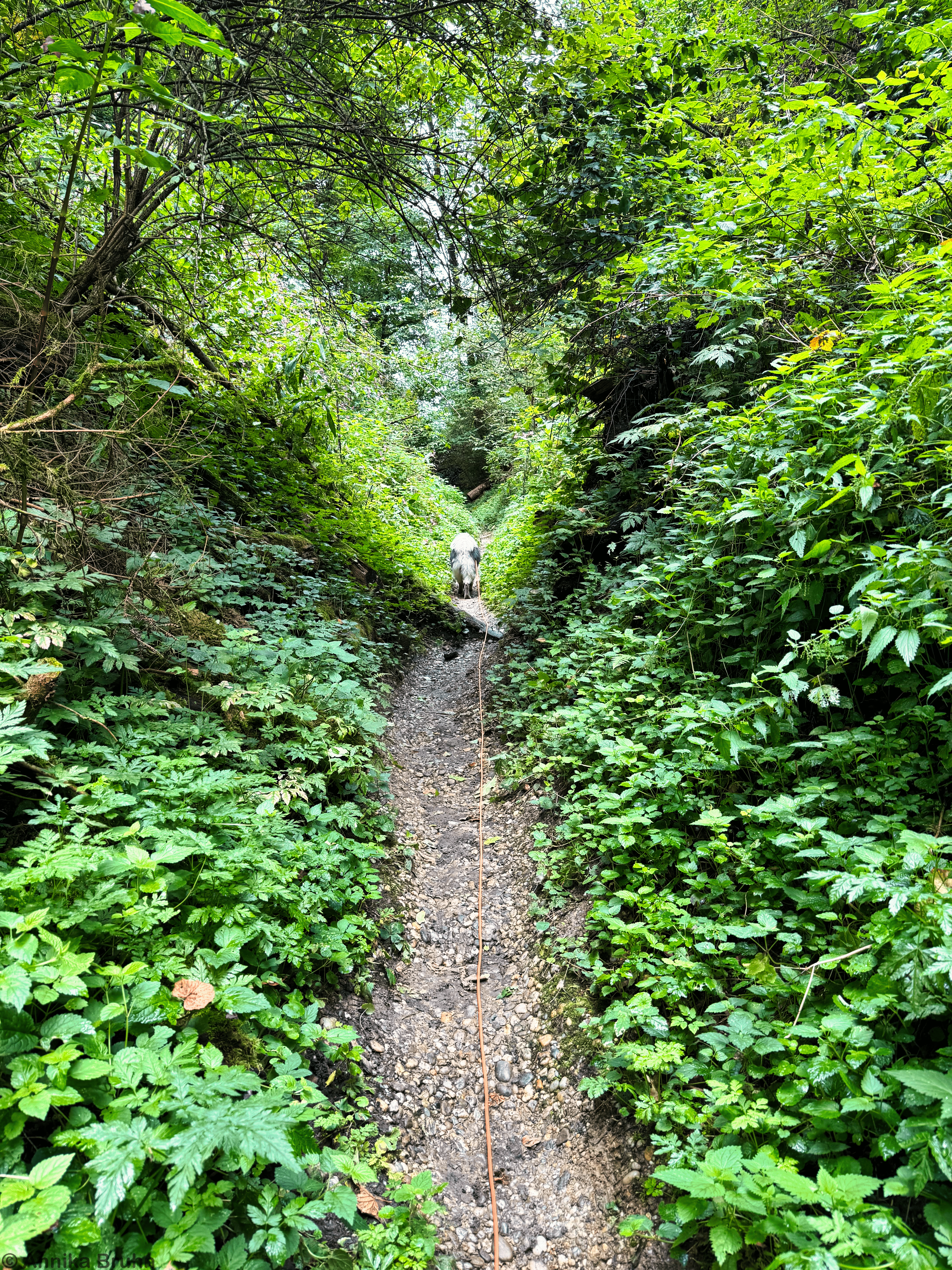 Q führt uns auf dem Leonsberg